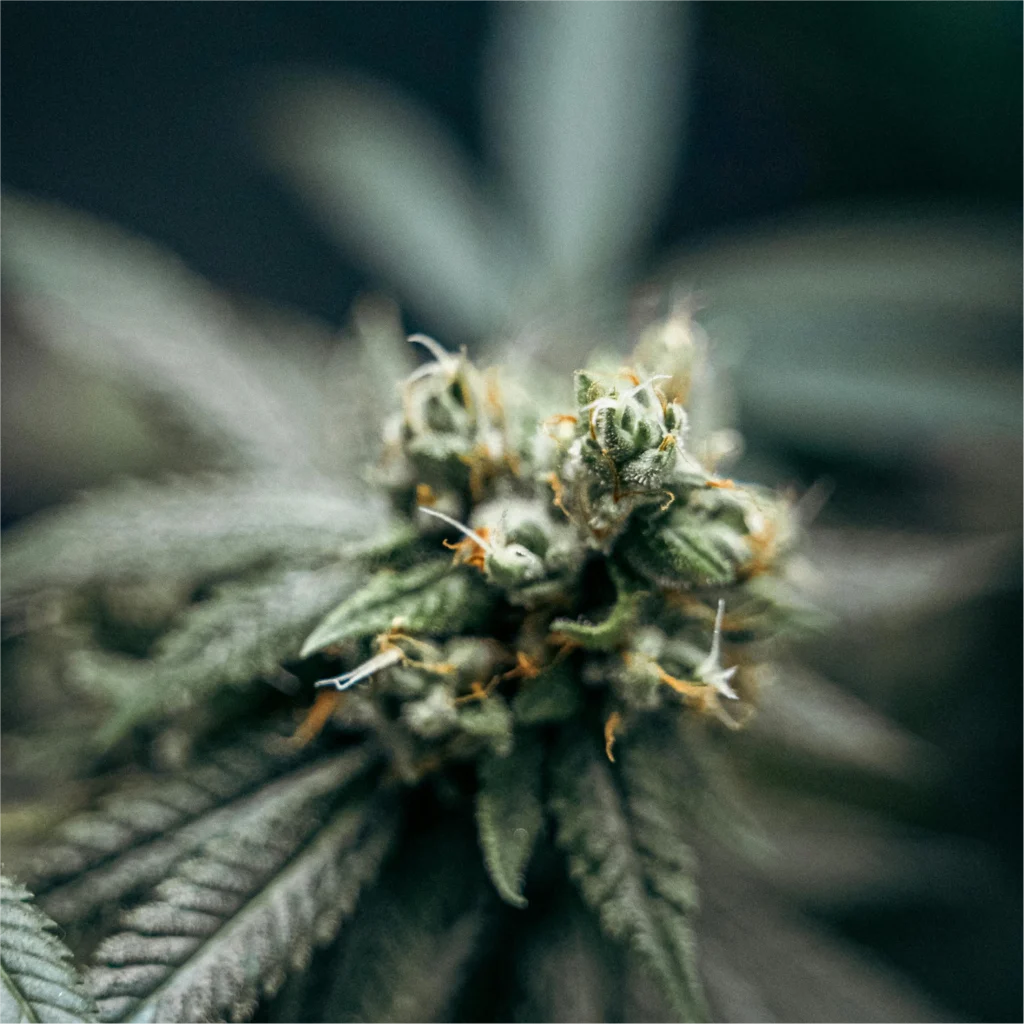 Close-up of a Cannabis plant
