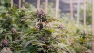 Close-up of vibrant purple cannabis flowers growing on a healthy marijuana plant,Cultivation of premium medical cannabis, featuring ripe purple buds and green leaves,cover paage,copy space